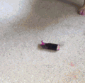 动物 二哈 搞笑 可爱