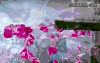 心如玄铁 瓶子 花瓣 热气