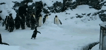 根本停不下来 逗比 企鹅 贪玩 下雪 开心