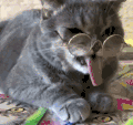 猫咪 伸舌头 性感 戴眼镜