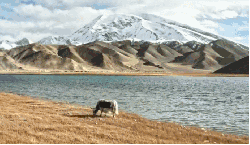 慕士塔格峰 新疆 湖 牛羊 纪录片 航拍中国 蓝天 雪山