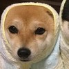 狗狗 大眼睛 萌宠 黄毛