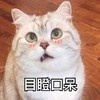 萌宠 猫星人 目瞪口呆 无奈 呆萌 可爱