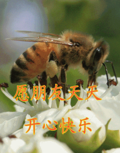 动图 图片  开心 蜜蜂