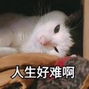 萌宠 猫星人 人生好难啊 无奈 呆萌 可爱