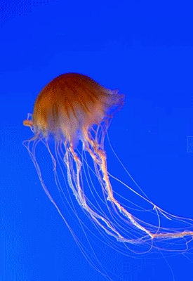 水母  动物 游动 海洋生物