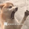 萌宠 汪星人 啊啊啊 怎么会这样 淘气 搞怪