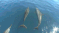海底世界 海豚 出水 可爱