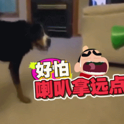 汪星人 狗狗 可愛(ài) 萌寵