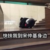 快扶我到宋仲基身边 摔倒 熊本熊 可爱