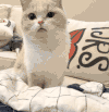 萌宠 猫星人 我看看 呆萌 可爱