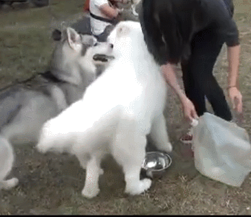 狗狗 喝水 白色 争夺