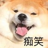 萌宠 汪星人 痴笑 开心 呆萌 可爱