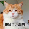 萌宠 猫星人 我醒了 真的 呆萌 可爱