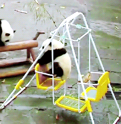 乐趣 熊猫 摆动 摆动
