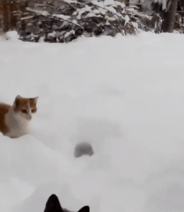 猫咪 雪堆 没影 可爱