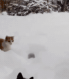 猫咪 雪堆 没影 可爱
