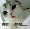萌宠 猫星人 老哥 我想 无语 搞怪 逗