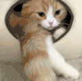 猫咪 大眼睛 萌宠 毛发