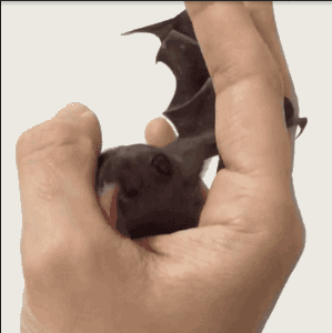 蝙蝠 卖萌 吃东西 手心 黑色