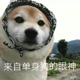 单身狗 眼神 狗