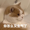 萌宠 喵星人 你怎么又生气了 生气 搞怪 呆萌