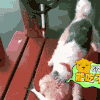 汪星人 狗狗 可爱 萌宠 狗