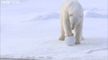 北极熊 球 表演 有趣