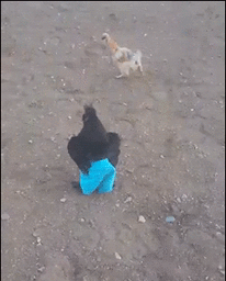 动物 母鸡 搞笑 追逐