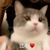 萌宠 猫星人 比心 爱你 呆萌 可爱