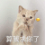 萌宠 猫星人 算我求你了 行行好吧 搞怪 逗
