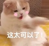 萌宠 猫星人 这太可以了 害羞 呆萌 可爱