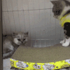猫咪 惊吓 欺负 搞笑