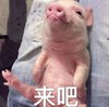 小猪猪 来吧 斗图 搞笑 可爱