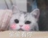 萌宠 喵星人 偷偷看你 搞怪 逗