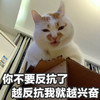 萌宠 喵星人 你不要反抗了 越反抗我就越兴奋 邪恶 搞怪