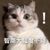 萌宠 喵星人 智商大幅度下降 吃惊 搞怪 逗