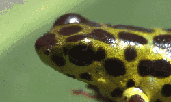 两栖类动物 模仿大师：哥斯达黎加昆虫 纪录片 螵蛙