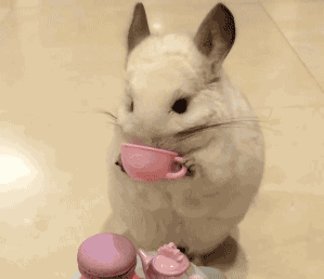 兔子 可爱 萌 喝茶