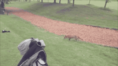 高尔夫球 golf 狐狸 运动