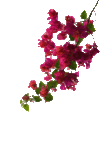 花朵 红色 美丽 鲜艳