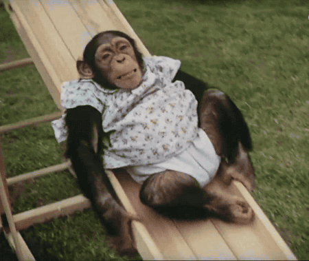 猴子 滑滑梯 注视 猩猩