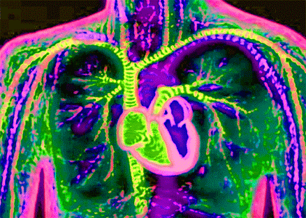心脏 器官 人体构造