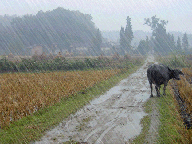 老牛 小路 下雨 农田