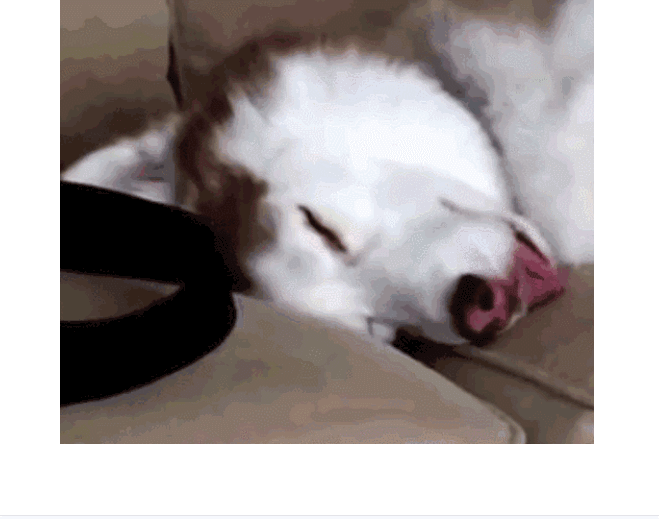 狗狗 萌寵 可愛 搞笑