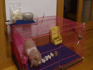 動物 兔子 可愛 呆萌 搞笑