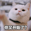 萌宠 猫星人 你又开始了 无奈 呆萌 可爱