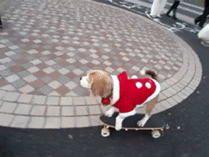 小狗 滑板 可爱 玩耍