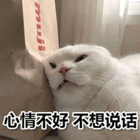 萌宠 猫 猫咪 喵星人 心情不好 不想说话