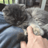 喵星人 折耳猫 可爱 萌宠 萌 萌宠